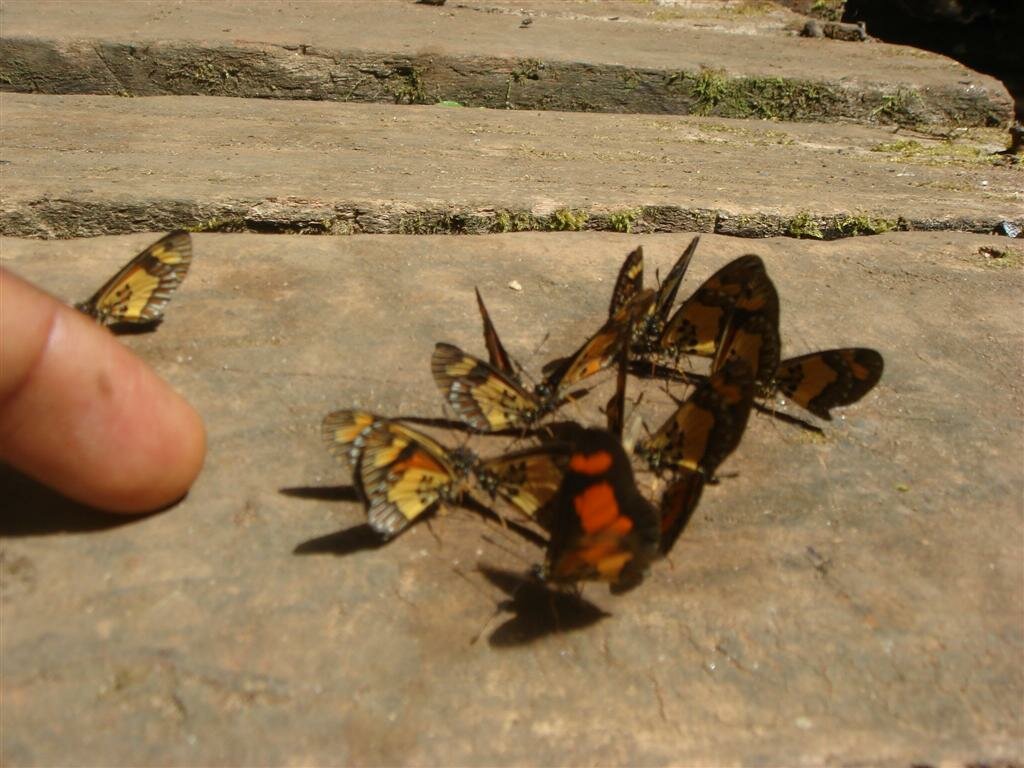 Obudu Cattle Ranch