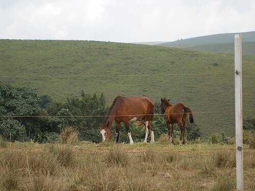 Obudu Cattle Ranch